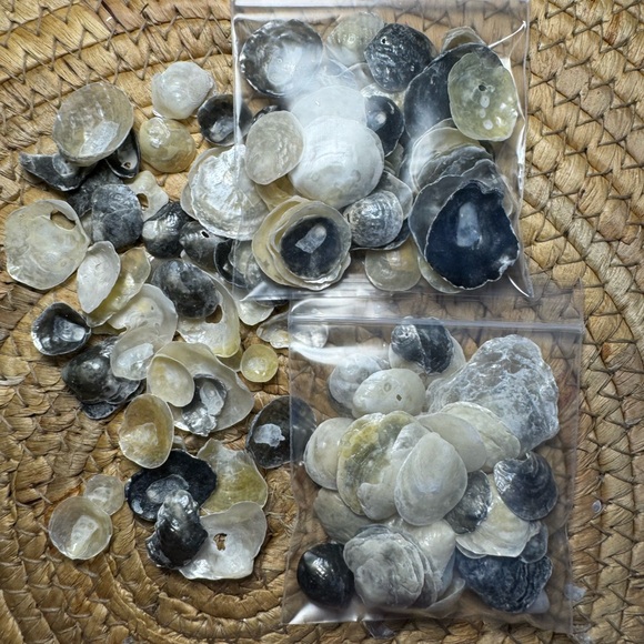 REAL HAND PICKED FLORIDA JINGLE SHELLS SEASHELLS DIY CRAFTING CRAFTS MIXED LOT - Picture 13 of 16